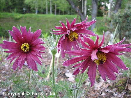 Pulsatilla vulgaris 'Papageno'